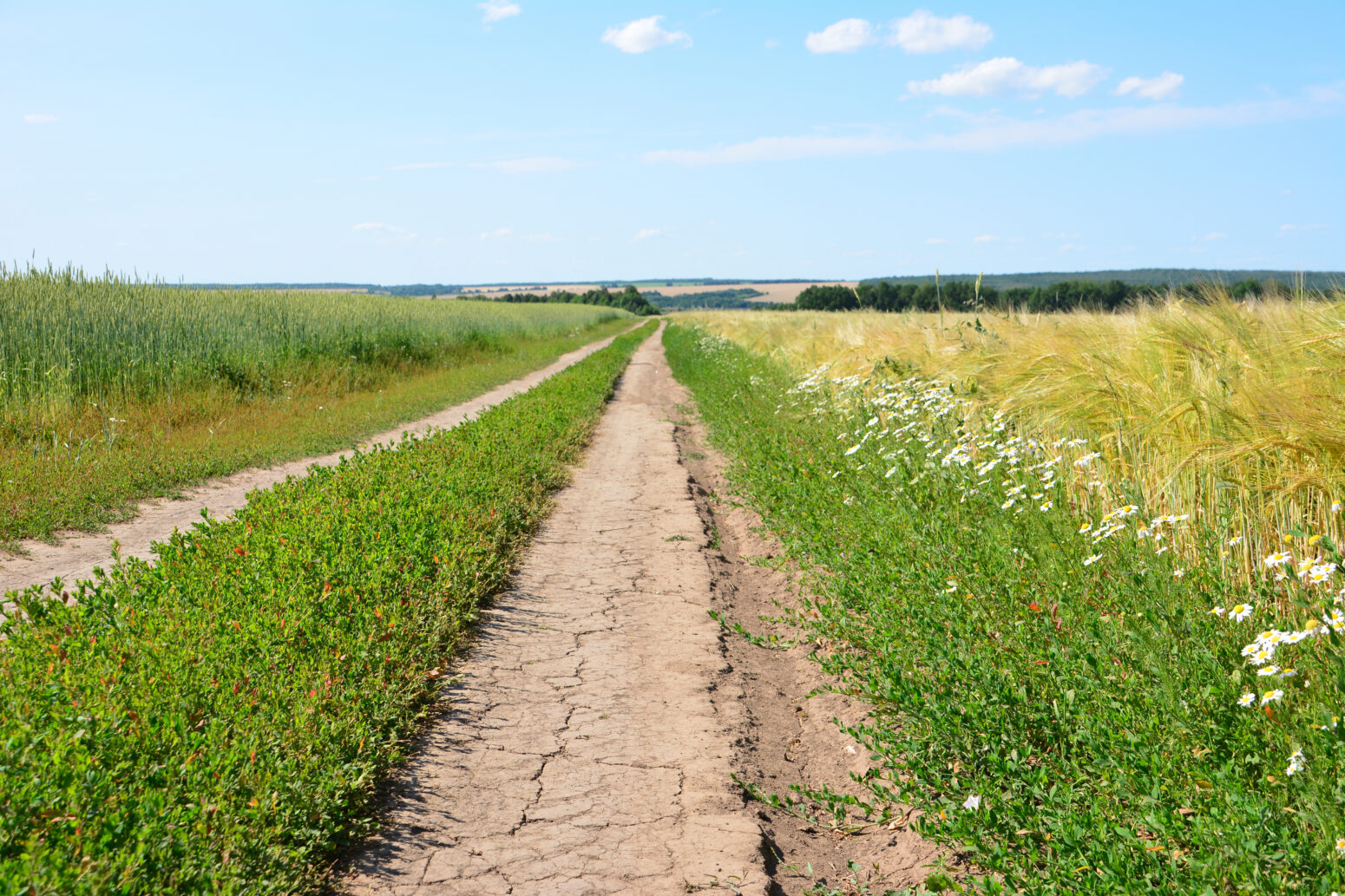 Field in development