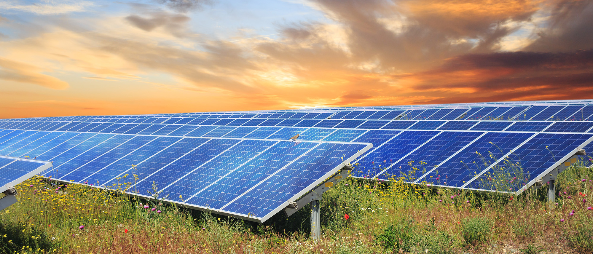 solar panels in a field of wildflowers at sunset